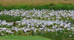 (c) Greg Tasney, some rights reserved (CC BY-SA) Nymphaea gigantea, photograph (c) Greg Tasney, some rights reserved (CC BY-SA)