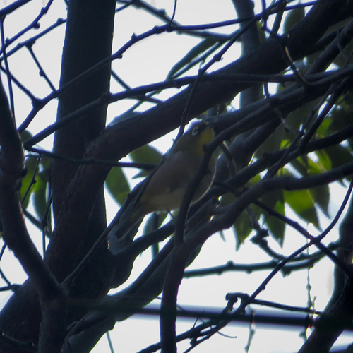 Warbling White-eye (Zosterops japonicus), photo 5