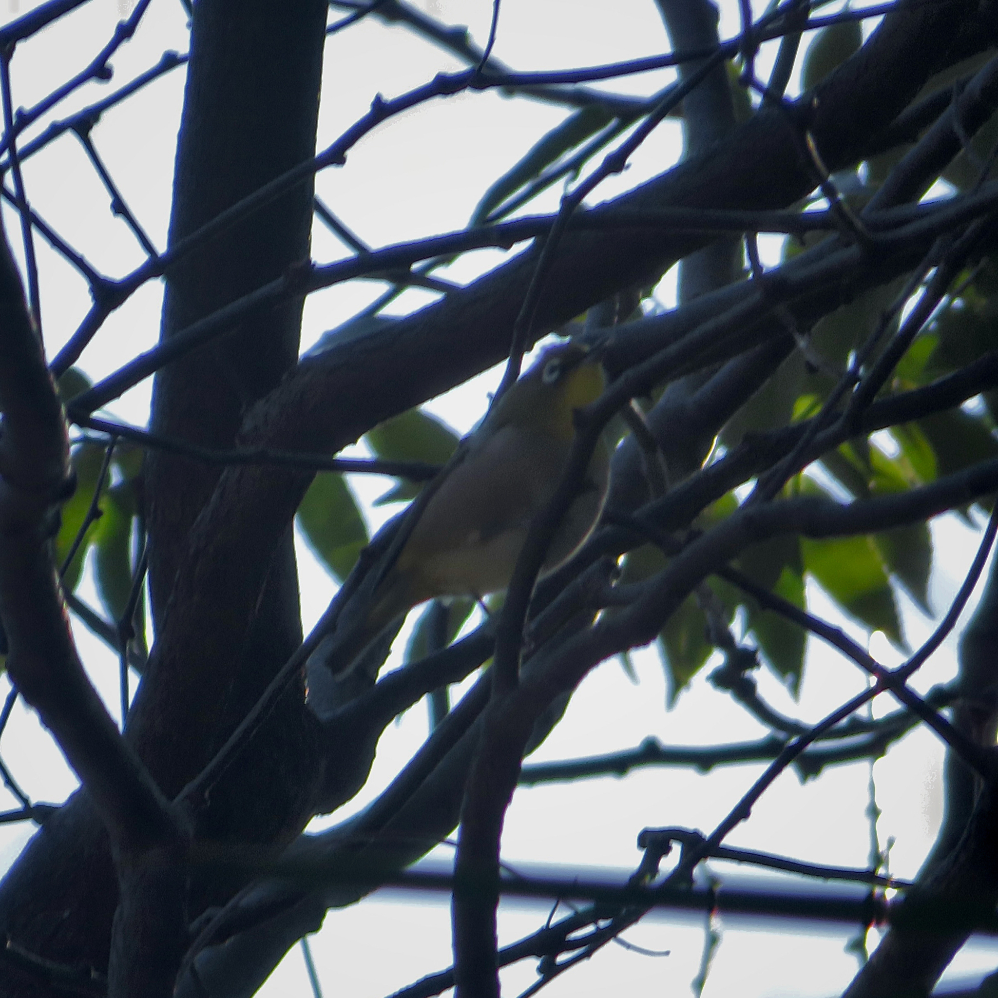 Warbling White-eye (Zosterops japonicus), photo 5