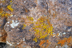 Polycauliona bolacina