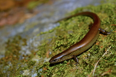 Scincella assata