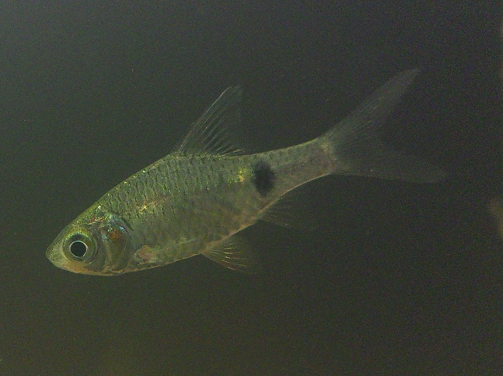 Onespot barb (Puntius terio) — Cyprinidae