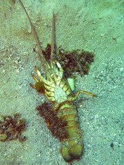 Sagmariasus verreauxi
