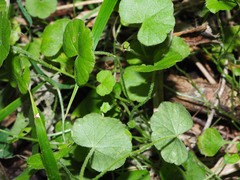 Hydrocotyle robusta