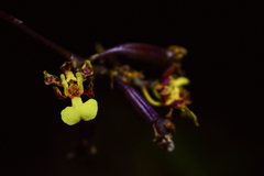 Trichocentrum ascendens