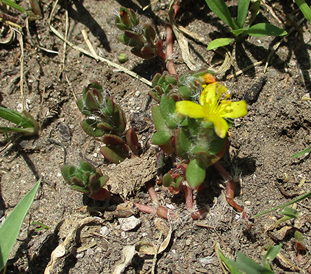 Portulaca quadrifida image