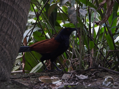 Greater Coucal (Centropus sinensis), photo 8