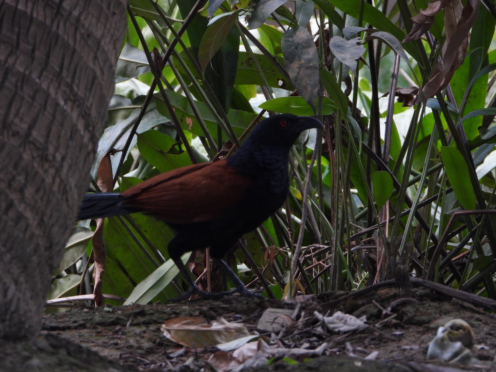 Greater Coucal (Centropus sinensis), photo 10