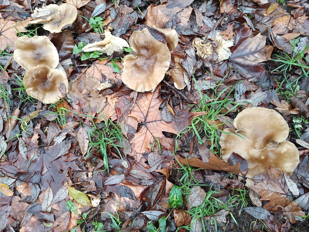 Clitocybe nebularis · January 2026 · photo: © carl_ramirez (iNaturalist, cc-by)