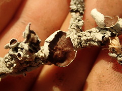 Austroparmelina pseudorelicina