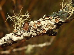 Austroparmelina pseudorelicina