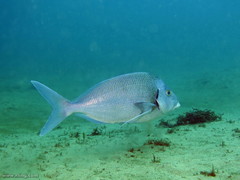 Nemadactylus douglasii