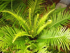 Blechnum gibbum