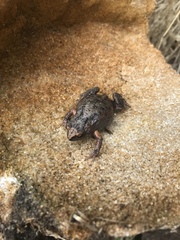 Pseudophryne bibronii