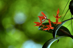 Guarianthe aurantiaca