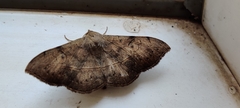 Anticarsia irrorata