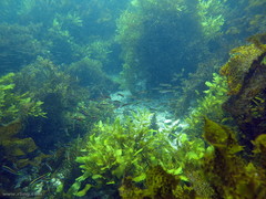 Trachinops taeniatus