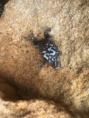 Pseudophryne bibronii