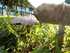 Agaricineae