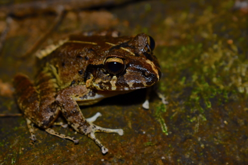 Cliffy Stream Frog