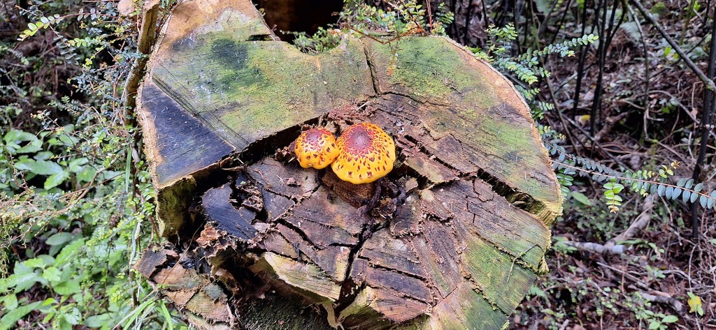 Pholiota glutinosa · December 2025 · photo: © spacegecko (iNaturalist, cc-by-nc)