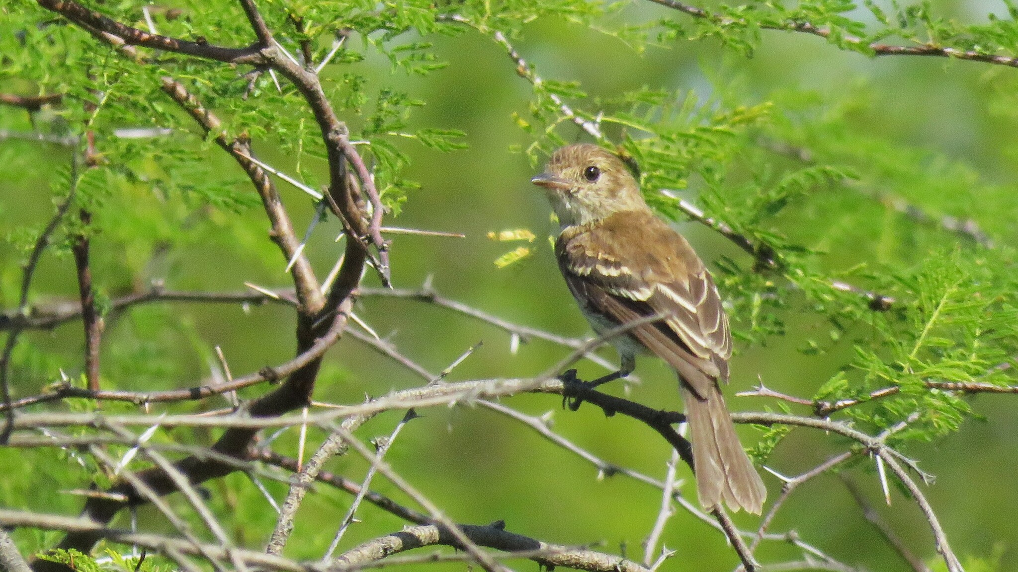 Bran-colored Flycatcher (Myiophobus fasciatus), photo 8
