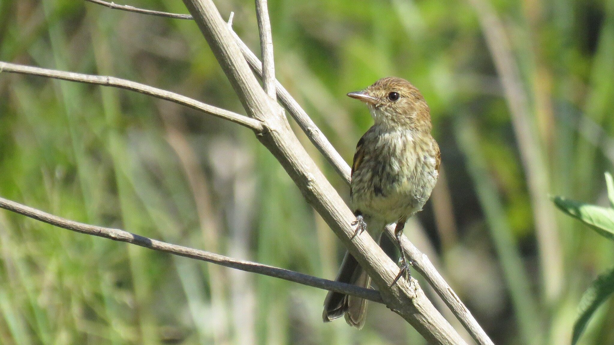 Bran-colored Flycatcher (Myiophobus fasciatus), photo 7
