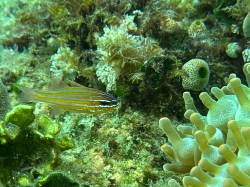 Blue-lined cardinalfish (Ostorhinchus cyanosoma) — Apogonidae