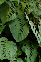 Monstera acuminata