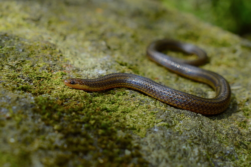 Middle American Burrowing Snake