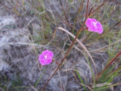 Agalinis harperi