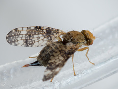 Oxyna parietina