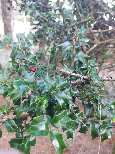 Ilex bioritsensis, photograph 5