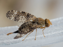 Oxyna parietina
