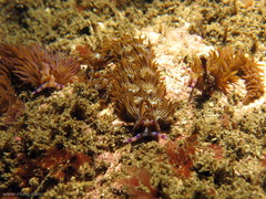 Pteraeolidia ianthina