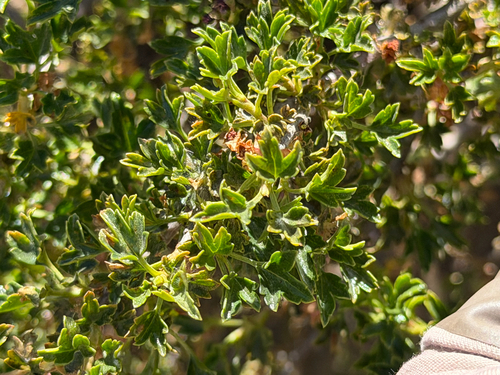 Ribes cucullatum, photograph 3