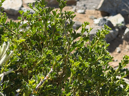Ribes cucullatum, photograph 1