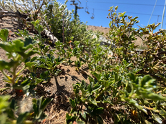 Ribes cucullatum, photograph (c) Cody Hinchliff, some rights reserved (CC BY)