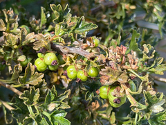 Ribes cucullatum