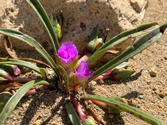 Calandrinia colchaguensis, photograph (c) Cody Hinchliff, some rights reserved (CC BY)