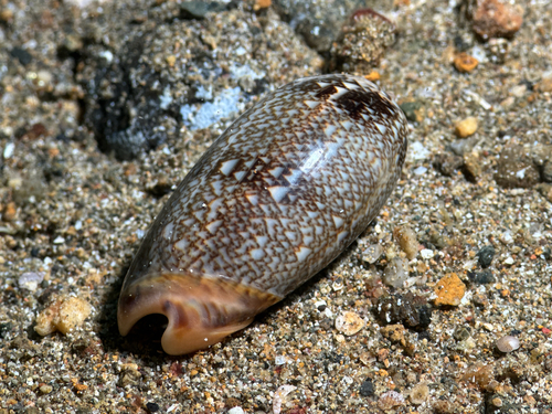 Oliva reticulata observed 2026-01-13