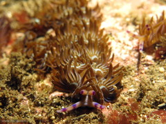 Pteraeolidia ianthina