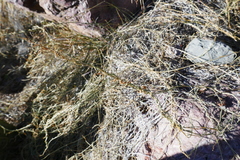 Funastrum heterophyllum