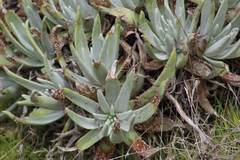 Dudleya virens
