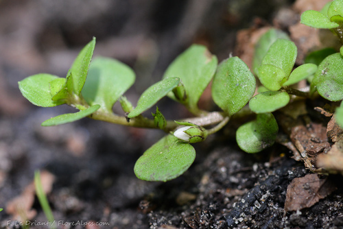 Tyrreense wederik (Lysimachia tyrrhenia)