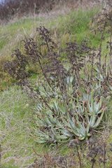 Dudleya virens