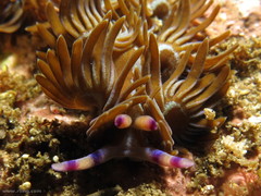 Pteraeolidia ianthina
