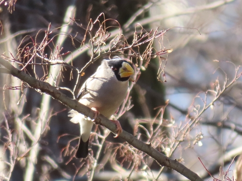 Japanese Grosbeak (Eophona personata)