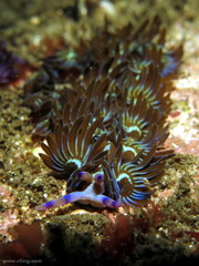 Pteraeolidia ianthina