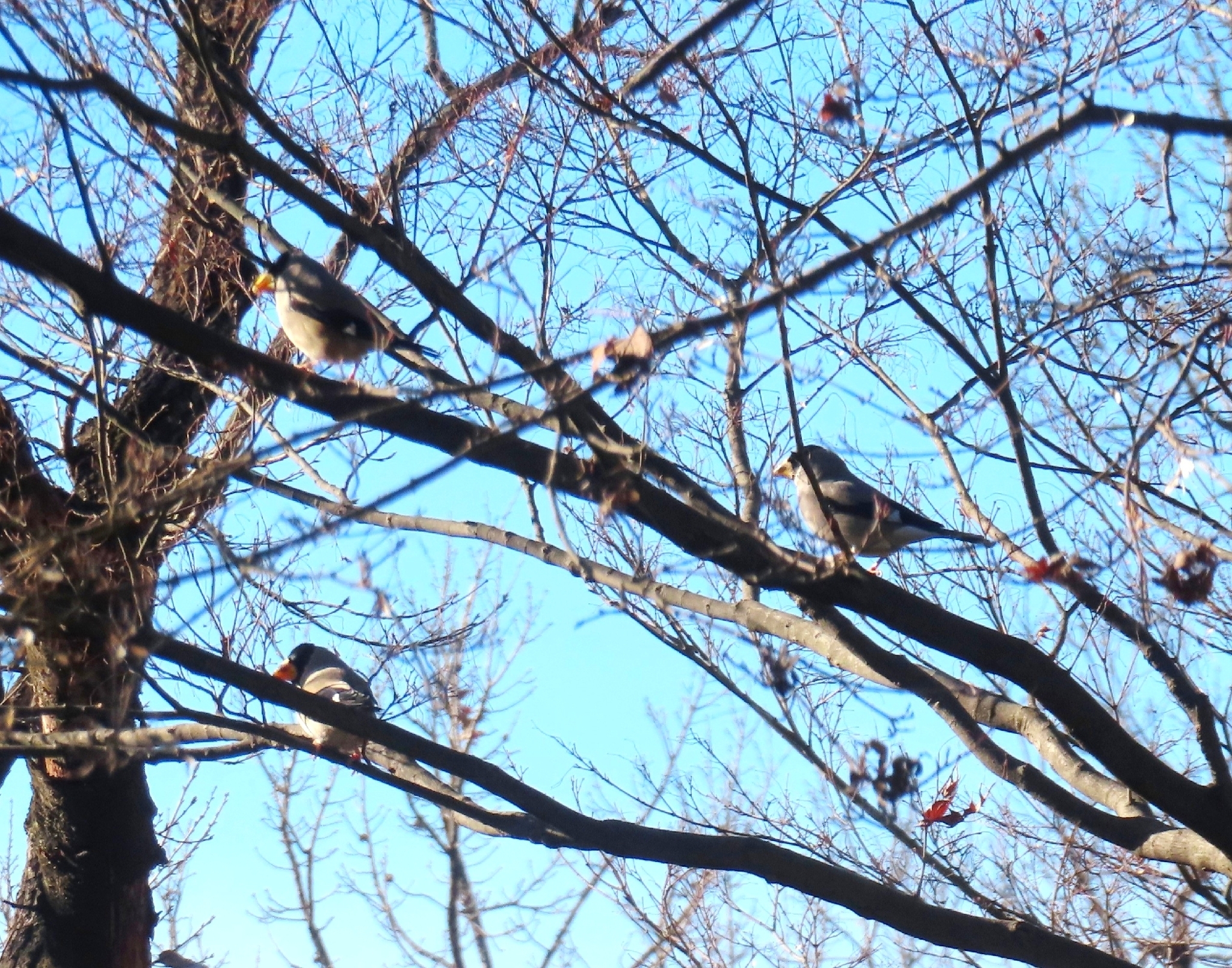 Japanese Grosbeak (Eophona personata), photo 2